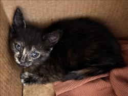 Shelter Stray Female Cat last seen , 957 N Gaffey St, San Pedro, CA 90731, USA