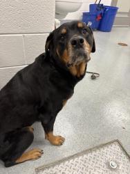 Shelter Stray Female Dog last seen Near , Indianapolis, IN 46221