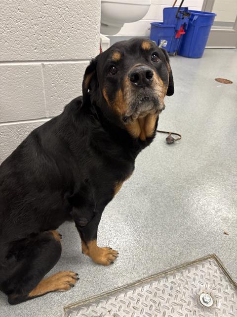 Shelter Stray Female Dog last seen Near , Indianapolis, IN 46221