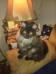 Found/Stray Unknown Cat last seen Miller Ave & Haddon Ave, Modesto, CA 95354