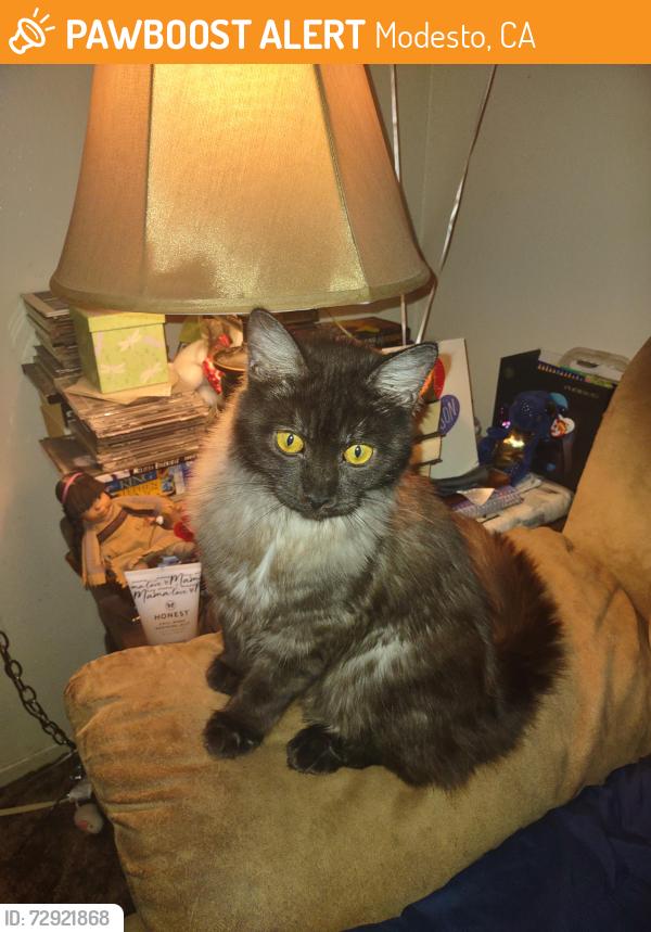 Found/Stray Unknown Cat last seen Miller Ave & Haddon Ave, Modesto, CA 95354