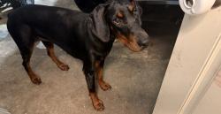 Found/Stray Female Dog last seen Woodlane trail west , Woodland Trails West, TX 77040