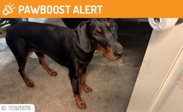 Found/Stray Female Dog last seen Woodlane trail west , Woodland Trails West, TX 77040
