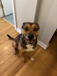 Reunited Male Dog last seen Overton Park & Avalon, Memphis, TN 38112