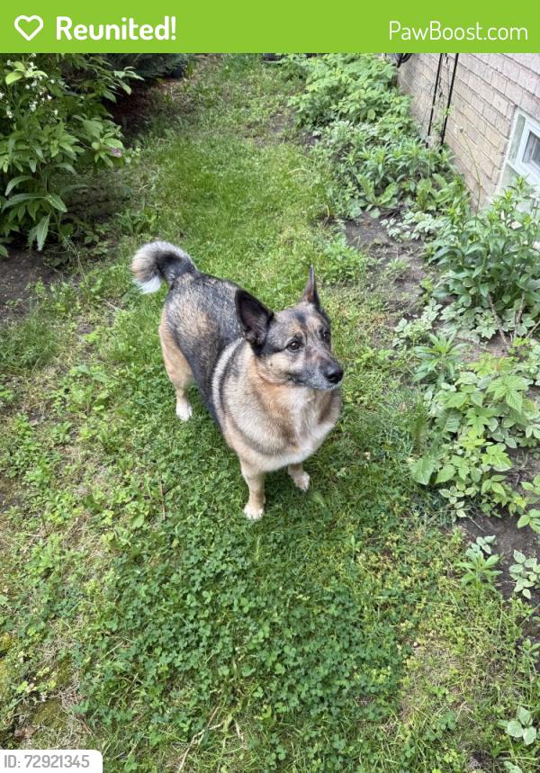 Reunited Female Dog last seen Near 1/2 John R, Troy, MI 48085