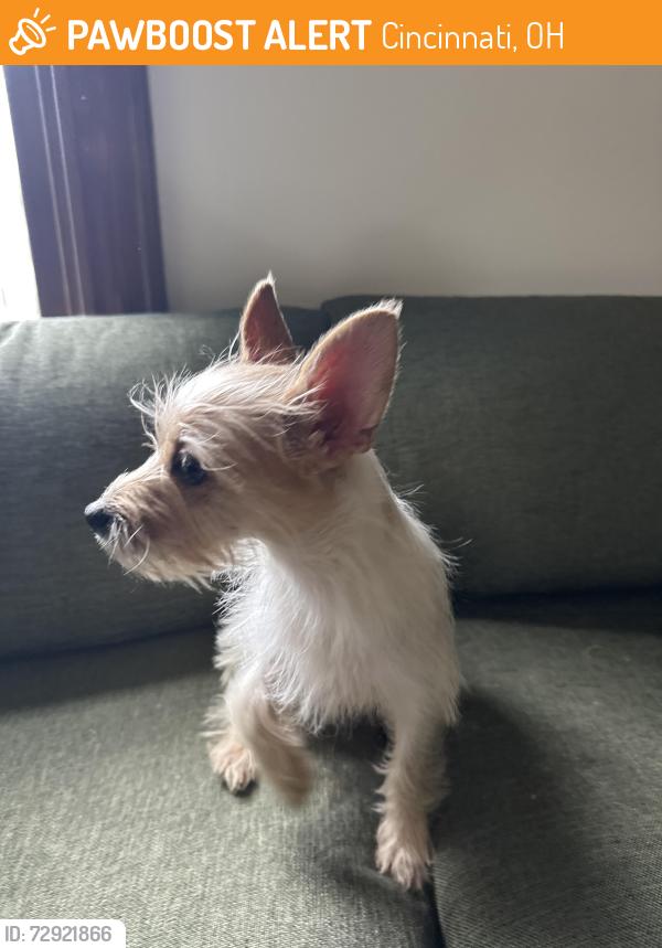 Found/Stray Male Dog last seen East McMillan st and Symmes street , Cincinnati, OH 45206