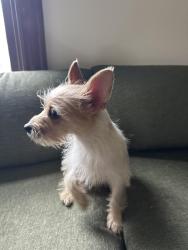 Found/Stray Male Dog last seen East McMillan st and Symmes street , Cincinnati, OH 45206