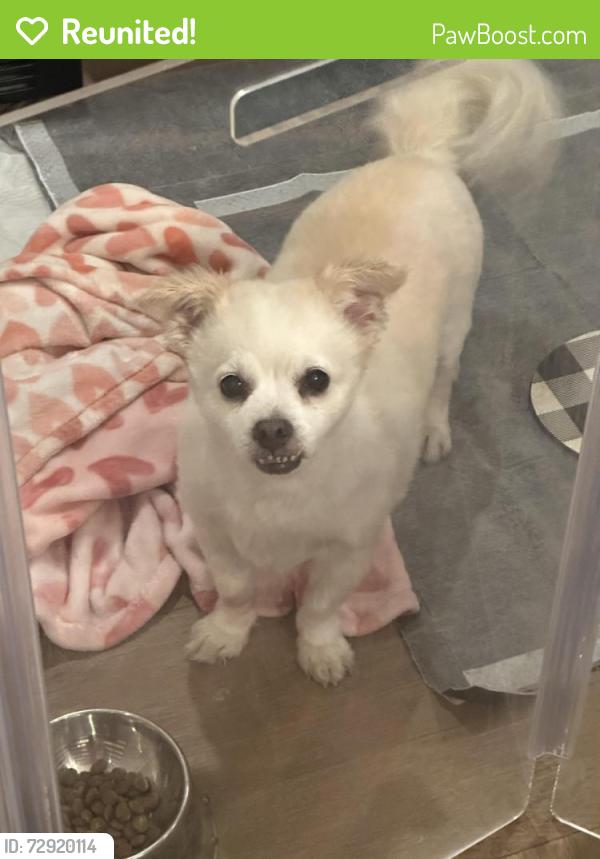 Reunited Male Dog last seen 74th St & Oak St , Scottsdale, AZ 85257