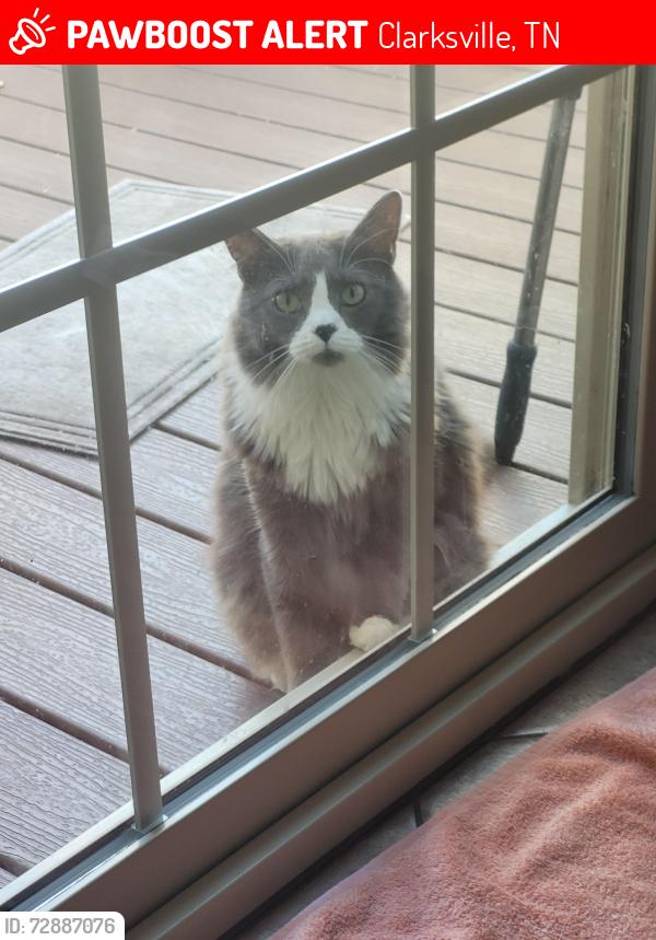 Lost Male Cat last seen Haggard, Clarksville, TN 37043