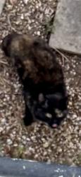 Found/Stray Unknown Cat last seen Green lane , Greater London, England HA8 7PN