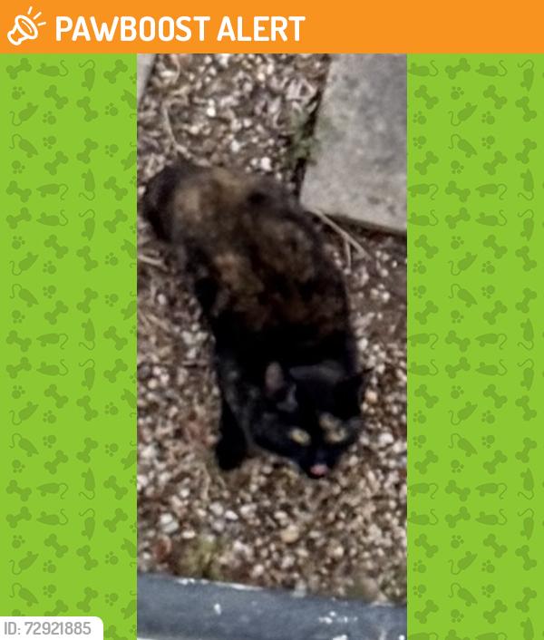 Found/Stray Unknown Cat last seen Green lane, Greater London, England HA8 7PN