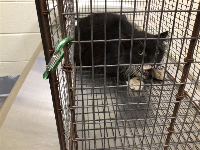 Shelter Stray Unknown Cat last seen Near BLOCK NIAGARA ST, Brighton, CO 80601