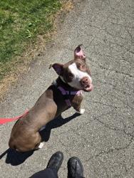 Shelter Stray Female Dog last seen Near BLOCK W JEFFERSON ST APT 203, Watterson Park, KY 40218