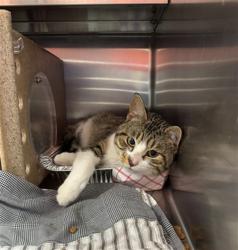 Shelter Stray Male Cat last seen Near BLOCK EVERSHEAD PL, Watterson Park, KY 40218