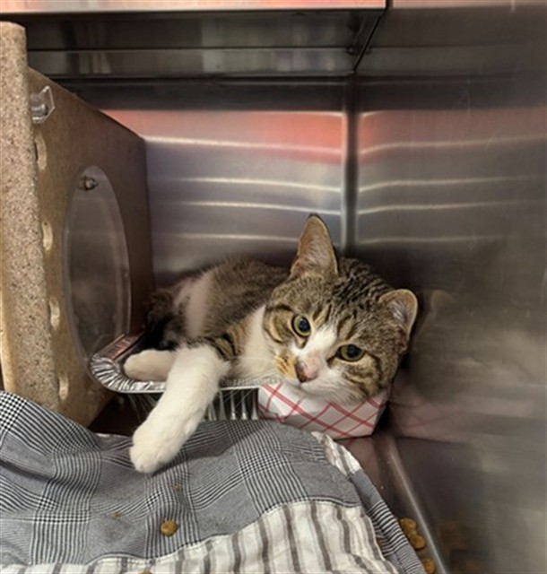 Shelter Stray Male Cat last seen Near BLOCK EVERSHEAD PL, Watterson Park, KY 40218