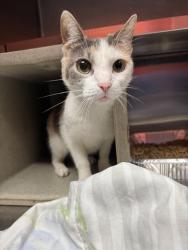 Shelter Stray Female Cat last seen Near BLOCK SPEEDWAY AVE, Watterson Park, KY 40218