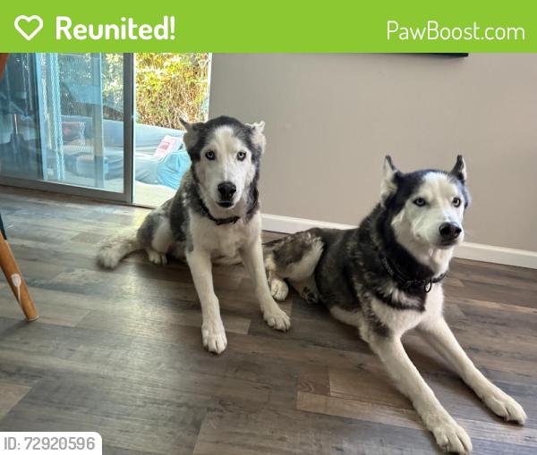 Reunited Male Dog last seen Copper/Chelwood, Albuquerque, NM 87123