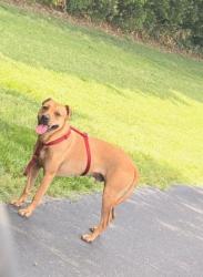 Reunited Male Dog last seen Thomas Arnold Road, Zebulon, NC 27597