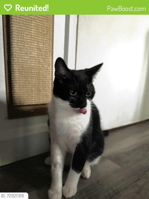 Reunited Male Cat last seen Pollards Close est/Rochford hosp, Essex, England SS4