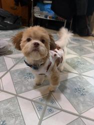 Lost Male Dog last seen 108st and 111st, Queens, NY 11368