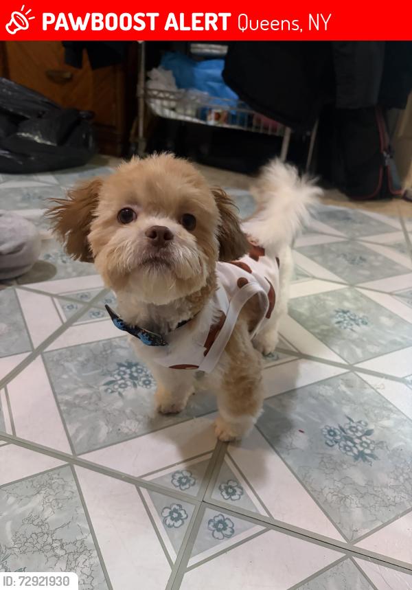 Lost Male Dog last seen 108st and 111st, Queens, NY 11368