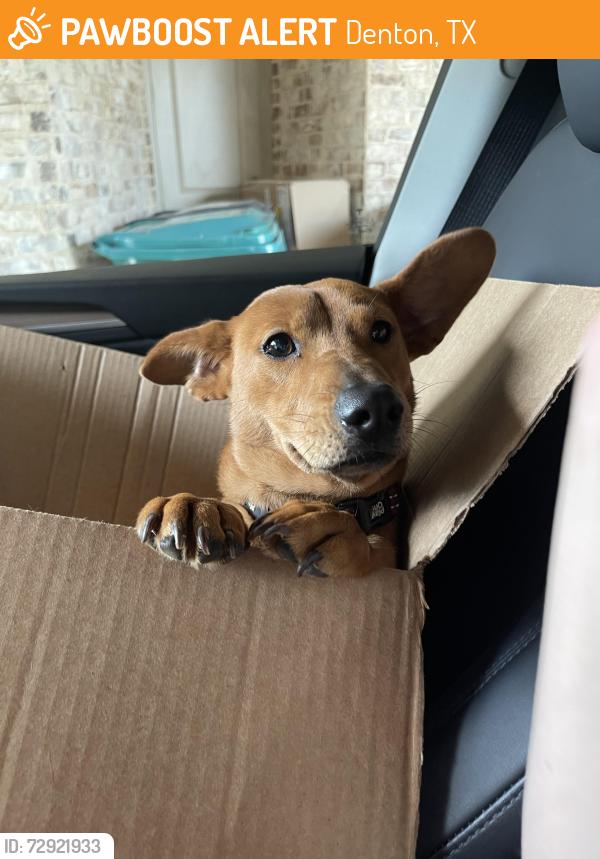 Found/Stray Male Dog last seen South Lakes Park, Denton, TX 76205