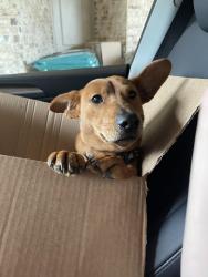 Found/Stray Male Dog last seen South Lakes Park, Denton, TX 76205