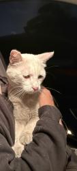 Found/Stray Male Cat last seen Berkeley marina , Berkeley, CA 94710