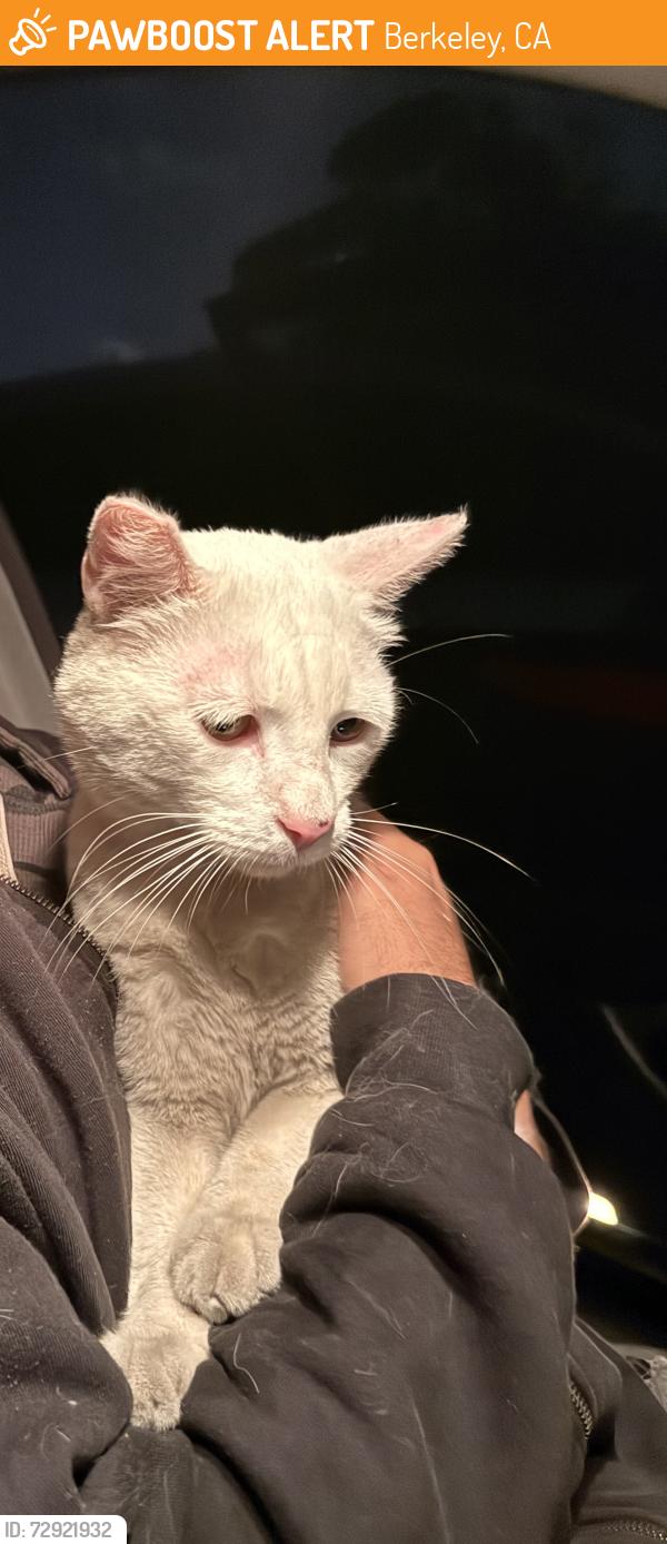 Found/Stray Male Cat last seen Berkeley marina , Berkeley, CA 94710
