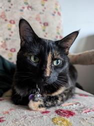Reunited Female Cat last seen Commercial Drive, Vancouver, BC V5L 2H2