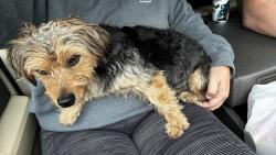 Reunited Male Dog last seen Tim’s Discount , Lenoir, NC 28645