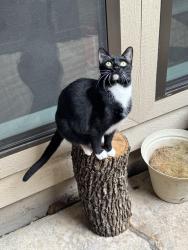 Lost Male Cat last seen Campana Ct. & Cedar Dr. , Irving, TX 75061