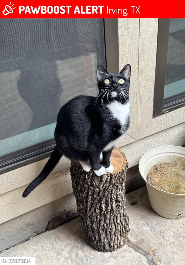 Lost Male Cat last seen Campana Ct. & Cedar Dr. , Irving, TX 75061