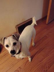 Reunited Male Dog last seen Geneva and st. Charles, Bellwood, IL 60104