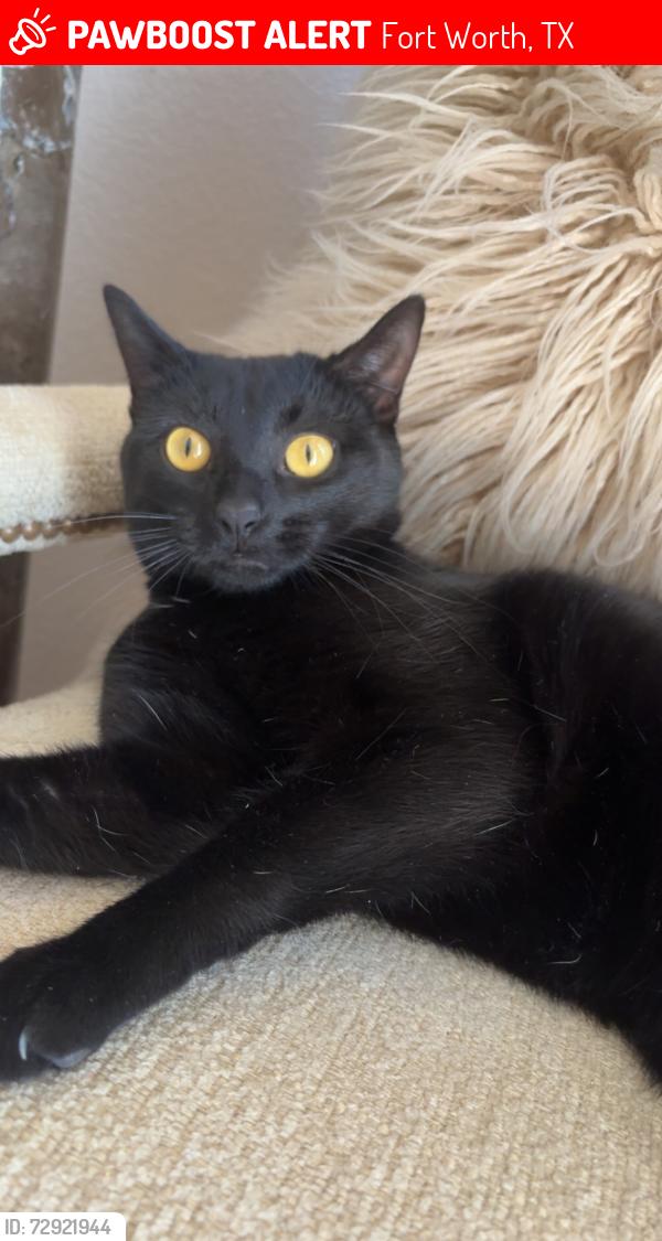 Lost Male Cat last seen Park Oak court , Fort Worth, TX 76137