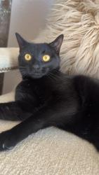 Lost Male Cat last seen Park Oak court , Fort Worth, TX 76137