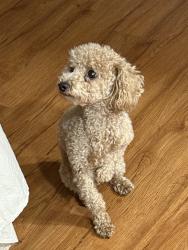 Reunited Male Dog last seen Channing St., Baldwin Park, CA 91706