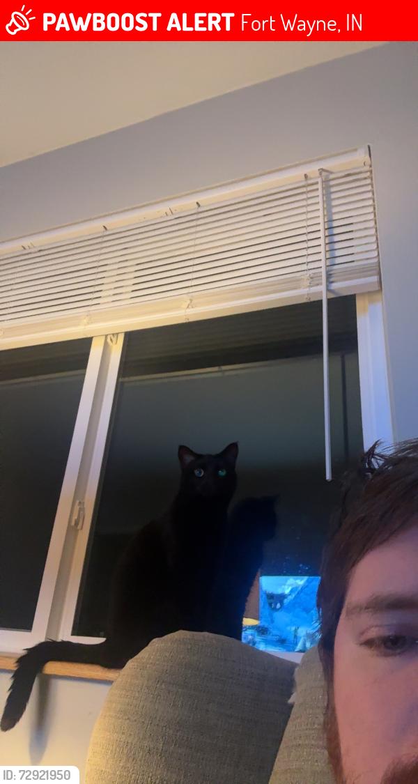 Lost Female Cat last seen Seen in home, Fort Wayne, IN 46825