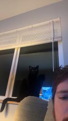 Lost Female Cat last seen Seen in home, Fort Wayne, IN 46825