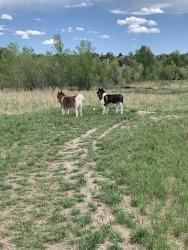 Found/Stray Unknown Dog last seen Near Divine Heights Colorado Springs, CO  80922 United States, Colorado Springs, CO 80922
