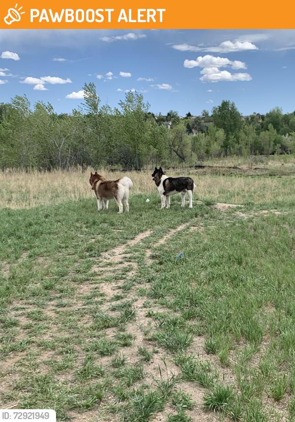Found/Stray Unknown Dog last seen Near Divine Heights Colorado Springs, CO  80922 United States, Colorado Springs, CO 80922