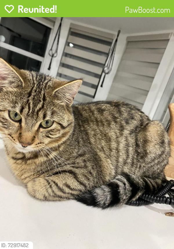 Reunited Female Cat last seen Near el casa court, Coquitlam, BC V3E 2P9