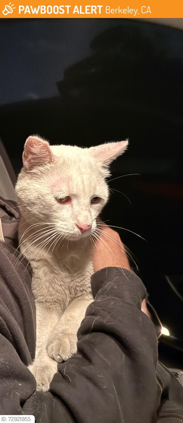 Found/Stray Male Cat last seen Adventure playground berkeley, Berkeley, CA 94710