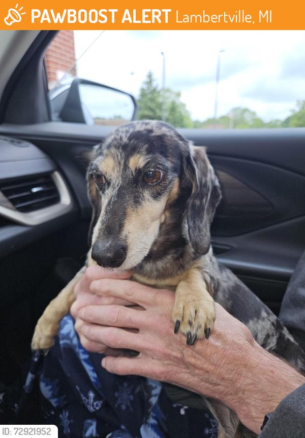 Found/Stray Female Dog last seen Sterns & Monroe Rd, Lambertville, MI 48144