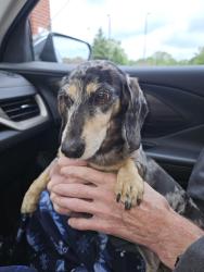 Found/Stray Female Dog last seen Sterns & Monroe Rd, Lambertville, MI 48144