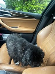 Reunited Male Dog last seen Park Ave Fairfield, by the Greek Church, Fairfield, CT 06825