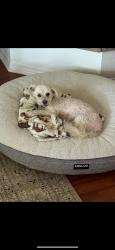 Reunited Male Dog last seen Azara / Mapleton in Murrieta , Murrieta, CA 92563