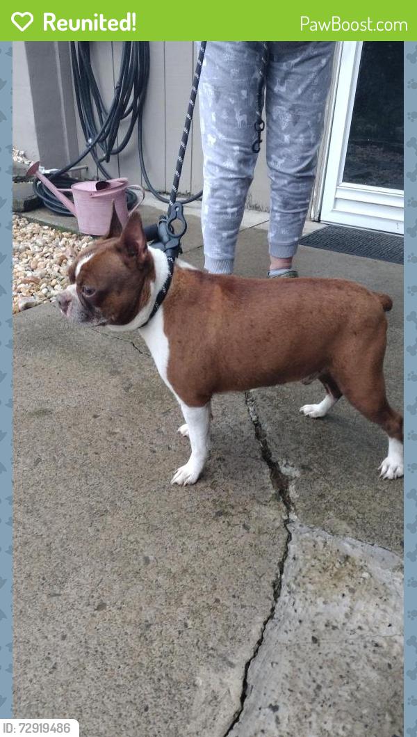 Reunited Male Dog last seen Gedding Street , Avoca, PA 18641