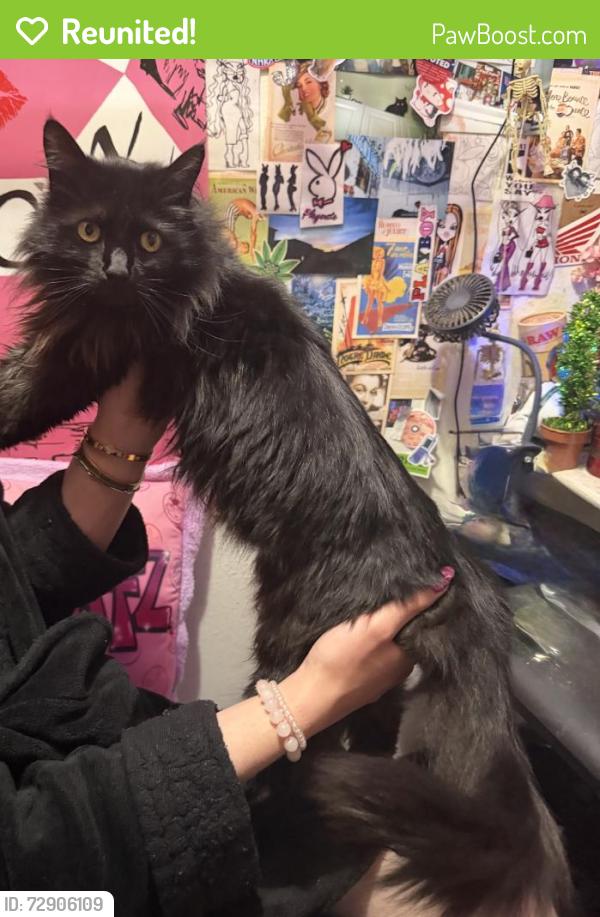 Reunited Female Cat last seen Near Copper Hill Dr, Valencia, CA 91354, USA, Santa Clarita, CA 91390