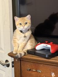 Reunited Female Cat last seen Near Dublin Ave, Springfield, VA 22151, USA, Springfield, VA 22151